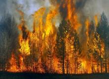 ПАМЯТКА населению по действиям при возникновении лесного пожара