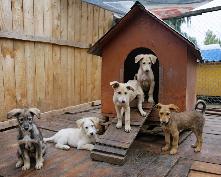 Служба ветеринарии Иркутской области , начала прием документов для участия в конкурсе на создание приютов для животных.