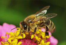 Информация о недопущении гибели пчел в период текущего года на территории Куйтунского района